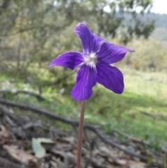 Viola betonicifolia at Theodore, ACT - 25 Mar 2020