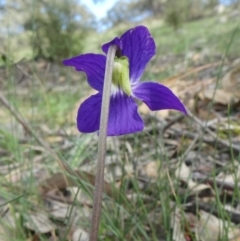 Viola betonicifolia at Theodore, ACT - 25 Mar 2020