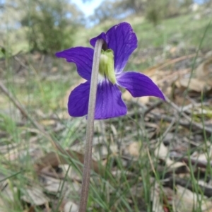 Viola betonicifolia at Theodore, ACT - 25 Mar 2020