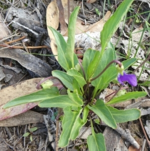 Viola betonicifolia at Theodore, ACT - 25 Mar 2020