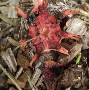 Aseroe rubra at Chisholm, ACT - 25 Mar 2020