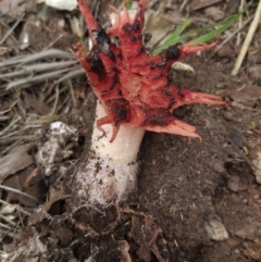 Aseroe rubra at Chisholm, ACT - 25 Mar 2020