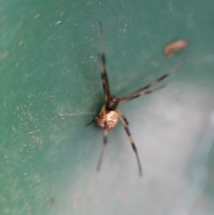 Latrodectus hasselti (Redback Spider) at Chisholm, ACT - 25 Mar 2020 by Joc.id.au