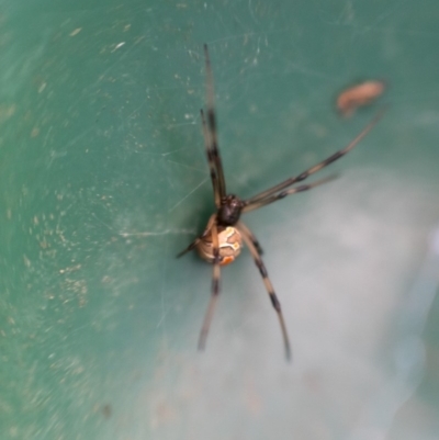 Latrodectus hasselti (Redback Spider) at Chisholm, ACT - 25 Mar 2020 by Joc.id.au