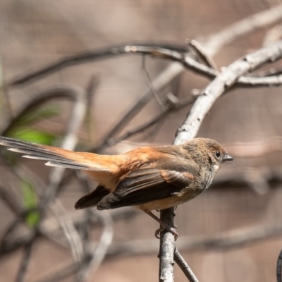 Rhipidura rufifrons (Rufous Fantail) at Latham, ACT - 25 Mar 2020 by Roger