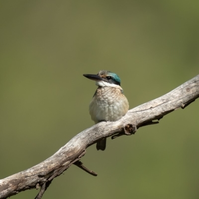 Todiramphus sanctus (Sacred Kingfisher) at Umbagong District Park - 25 Mar 2020 by Roger