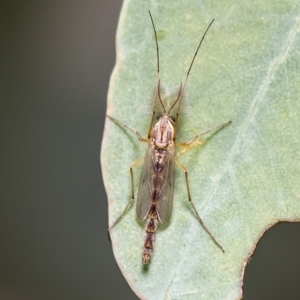 Chironomidae (family) at Latham, ACT - 25 Mar 2020 03:08 PM