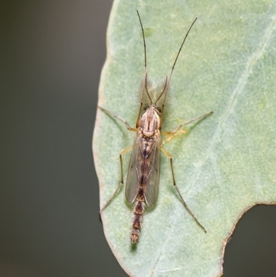 Chironomidae (family) (Non-biting Midge) at Latham, ACT - 25 Mar 2020 by Roger