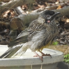 Anthochaera carunculata (Red Wattlebird) at Burradoo - 21 Mar 2020 by GlossyGal