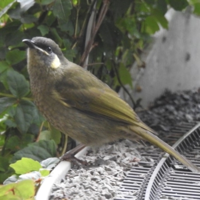 Meliphaga lewinii (Lewin's Honeyeater) at Wingecarribee Local Government Area - 25 Mar 2020 by GlossyGal