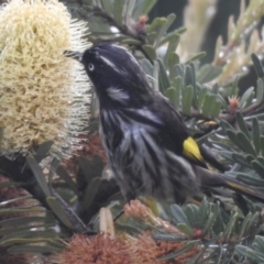 Phylidonyris novaehollandiae (New Holland Honeyeater) at Wingecarribee Local Government Area - 25 Mar 2020 by GlossyGal