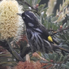 Phylidonyris novaehollandiae (New Holland Honeyeater) at Burradoo - 25 Mar 2020 by GlossyGal