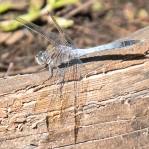 Orthetrum caledonicum at Molonglo River Reserve - 20 Mar 2020