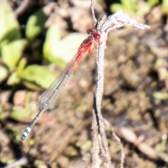 Xanthagrion erythroneurum (Red & Blue Damsel) at Dunlop, ACT - 20 Mar 2020 by SWishart