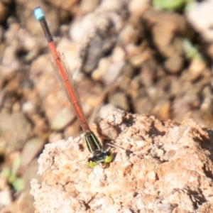 Ischnura aurora at Molonglo River Reserve - 20 Mar 2020