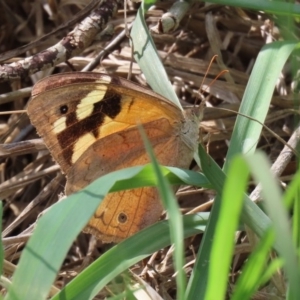 Heteronympha merope at Kingston, ACT - 23 Mar 2020