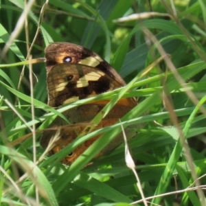 Heteronympha merope at Kingston, ACT - 23 Mar 2020 01:46 PM