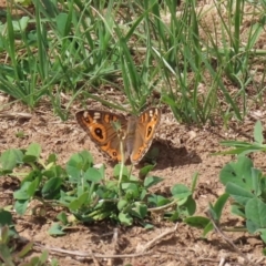 Junonia villida (Meadow Argus) at Kingston, ACT - 23 Mar 2020 by RodDeb