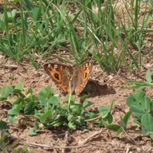 Junonia villida at Kingston, ACT - 23 Mar 2020