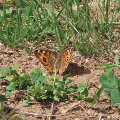 Junonia villida (Meadow Argus) at Jerrabomberra Wetlands - 23 Mar 2020 by RodDeb