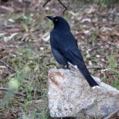 Strepera graculina (Pied Currawong) at Jerrabomberra Wetlands - 23 Mar 2020 by RodDeb