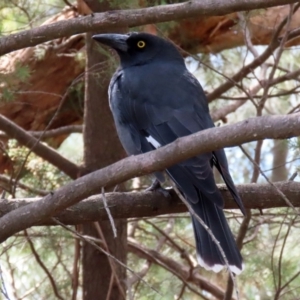 Strepera graculina at Fyshwick, ACT - 23 Mar 2020