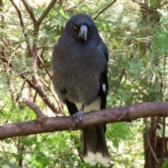 Strepera graculina at Fyshwick, ACT - 23 Mar 2020