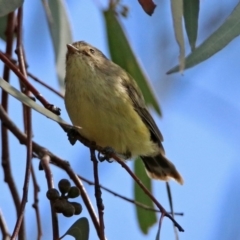 Smicrornis brevirostris (Weebill) at Fyshwick, ACT - 23 Mar 2020 by RodDeb