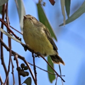 Smicrornis brevirostris at Fyshwick, ACT - 23 Mar 2020 03:01 PM