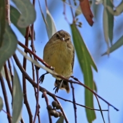 Smicrornis brevirostris at Fyshwick, ACT - 23 Mar 2020 03:01 PM