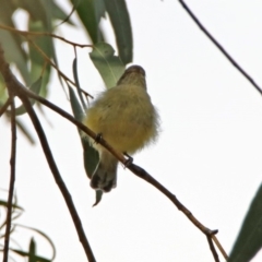 Smicrornis brevirostris at Fyshwick, ACT - 23 Mar 2020