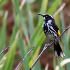 Phylidonyris novaehollandiae (New Holland Honeyeater) at Jerrabomberra Wetlands - 23 Mar 2020 by RodDeb