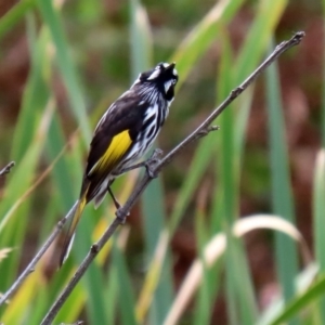 Phylidonyris novaehollandiae at Fyshwick, ACT - 23 Mar 2020