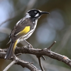 Phylidonyris novaehollandiae at Fyshwick, ACT - 23 Mar 2020