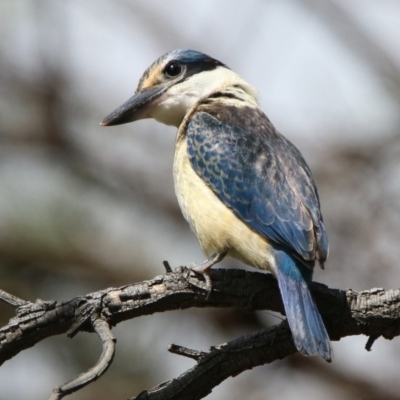 Todiramphus sanctus (Sacred Kingfisher) at Fyshwick, ACT - 23 Mar 2020 by RodDeb