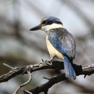 Todiramphus sanctus at Fyshwick, ACT - 23 Mar 2020