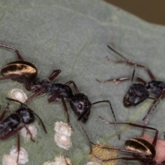 Camponotus suffusus (Golden-tailed sugar ant) at Bruce Ridge to Gossan Hill - 24 Jan 2019 by Bron