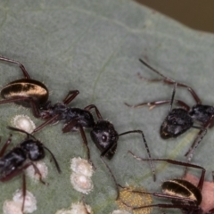 Camponotus suffusus (Golden-tailed sugar ant) at Bruce, ACT - 24 Jan 2019 by Bron