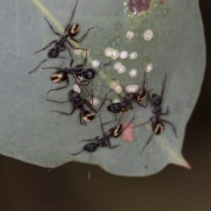 Camponotus suffusus at Bruce, ACT - 25 Jan 2019 02:26 AM