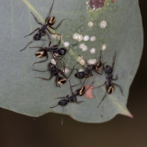 Camponotus suffusus at Bruce, ACT - 25 Jan 2019