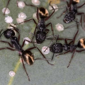 Camponotus suffusus at Bruce, ACT - 25 Jan 2019 02:26 AM