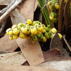 Lomandra (genus) (A Matrush) at Bruce, ACT - 25 Mar 2020 by trevorpreston