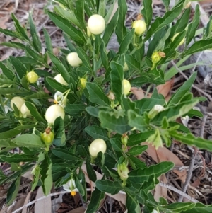 Solanum pseudocapsicum at Hawker, ACT - 25 Mar 2020