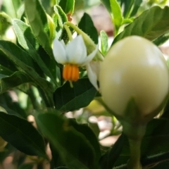 Solanum pseudocapsicum at Hawker, ACT - 25 Mar 2020 04:25 PM