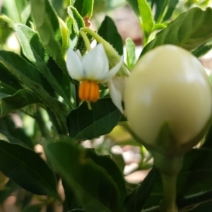 Solanum pseudocapsicum at Hawker, ACT - 25 Mar 2020