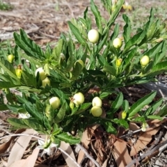 Solanum pseudocapsicum at Hawker, ACT - 25 Mar 2020