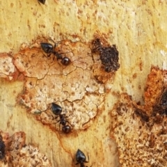 Crematogaster sp. (genus) (Acrobat ant, Cocktail ant) at Hawker, ACT - 25 Mar 2020 by trevorpreston