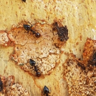 Crematogaster sp. (genus) (Acrobat ant, Cocktail ant) at Hawker, ACT - 25 Mar 2020 by trevorpreston