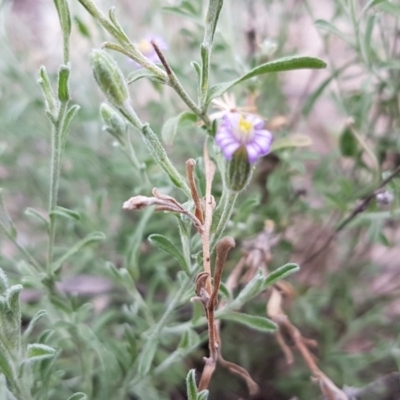 Vittadinia cuneata var. cuneata (Fuzzy New Holland Daisy) at Bruce, ACT - 25 Mar 2020 by trevorpreston