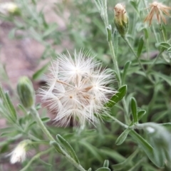 Vittadinia cuneata var. cuneata at Bruce, ACT - 25 Mar 2020